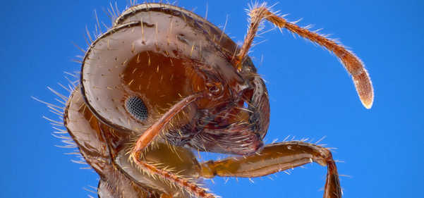 'European' fire ants