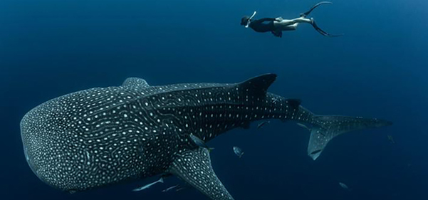 Whale shark wounds
