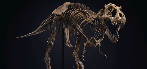 T. rex arms