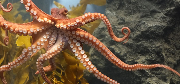 Octopus farming