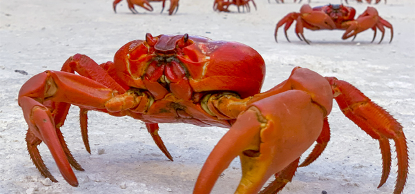 Christmas Island crabs