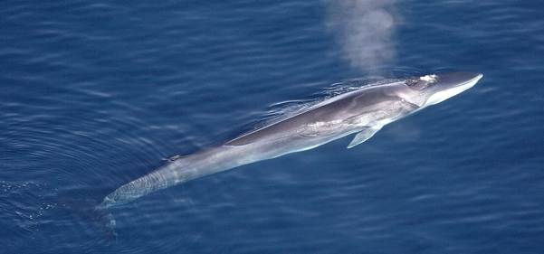 Whale hunt halted