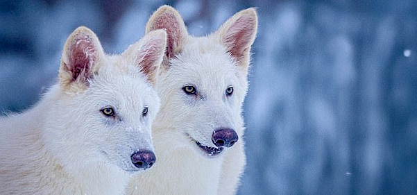 Dire wolf de-extinction?
